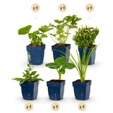 Green boutiQ - Borderpakket - Kleur Wit - 24 Vaste planten - 3 m2 - Diversen kleuren - Weinig Onderhoud - Pot 11cm