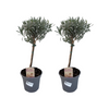 Lavandula Angustifolia Stam - 2 stuks - Ø14cm - ↕45cm