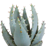 Cactus en vetplanten mix 5.5 cm | 15 stuks - in witte pot