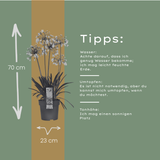 Agapanthus 'Fireworks'23cm