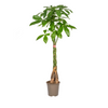 Pachira Aquatica Ø24cm - ↕120 - 140cm