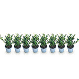 Green boutiQ - Haagplanten - Ilex crenata Caroline Upright - Blad Groen - 8 Planten - 1 Strekkende Meter - Groenblijvend - Pot 9cm Hoogte 25-30cm