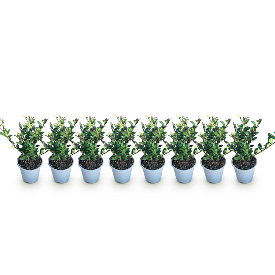 Ilex crenata Caroline Upright — Hulsthaag, 8 planten (1 strekkende meter), 25-30 cm