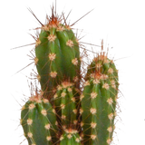 Cactus mix 5.5 cm - 10x - zonder pot