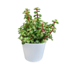 Portulacaria afra mediopicta 10,5cm - in witte pot