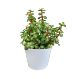 Portulacaria afra mediopicta 10,5cm - in witte pot