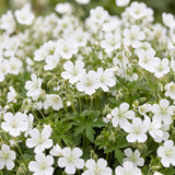 Green boutiQ - Vasteplant - Geranium sang. Album - Ooievaarsbek - Bodembedekkend - Wit - 12 Planten - Pot 11cm - Hoogte 15-25cm