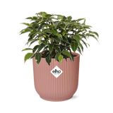 Ficus Benjamina Kinky in ELHO Vibes Fold 14cm roze