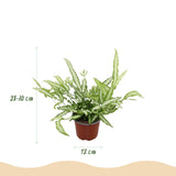 Green boutiQ - Kamerplant - Pteris cretica Albolineata - Lintvaren - Huisdiervriendelijke Plant - Groen - 2 Planten - met Potter Wit - Pot 12cm - Hoogte 20cm