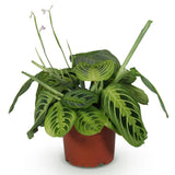 Green boutiQ - Kamerplant - Maranta Fascinator Lemon Lime - Gebedsplant - Huisdiervriendelijke Plant - Groen - 1 Plant - Pot 12cm - Hoogte 25cm