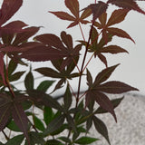 Green boutiQ - Tuinplant - Acer palmatum Atropurpureum - Paars - 3 Planten - Blad verliezend - Weinig Onderhoud - Pot 12cm Hoogte 35cm