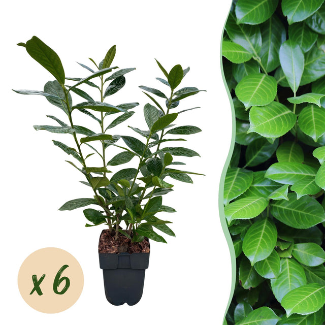 Prunus laurocerasus Novita — Laurierkershaag, 6 planten (1 strekkende meter), 50 cm