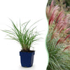 Green boutiQ - Grassen - Miscanthus sin. Red Chief - Pampusgras - Met Pluim - Groen - 24 Planten - Pot 11cm - Hoogte 15-25cm