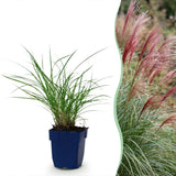 Green boutiQ - Grassen - Miscanthus sin. Red Chief - Pampusgras - Met Pluim - Groen - 24 Planten - Pot 11cm - Hoogte 15-25cm
