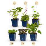 Green boutiQ - Borderpakket - Schaduw - 24 Vaste planten - 3 m2 - Diversen kleuren - Weinig Onderhoud - Pot 11cm