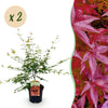 Green boutiQ - Terrasplant - Japanse Esdoorn - Acer palmatum Pink Dwarf - Roze - 2 Planten - Bladverliezend - Pot 19cm Hoogte 70cm
