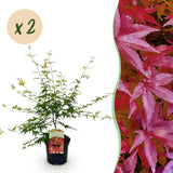 Green boutiQ - Terrasplant - Japanse Esdoorn - Acer palmatum Pink Dwarf - Roze - 2 Planten - Bladverliezend - Pot 19cm Hoogte 70cm