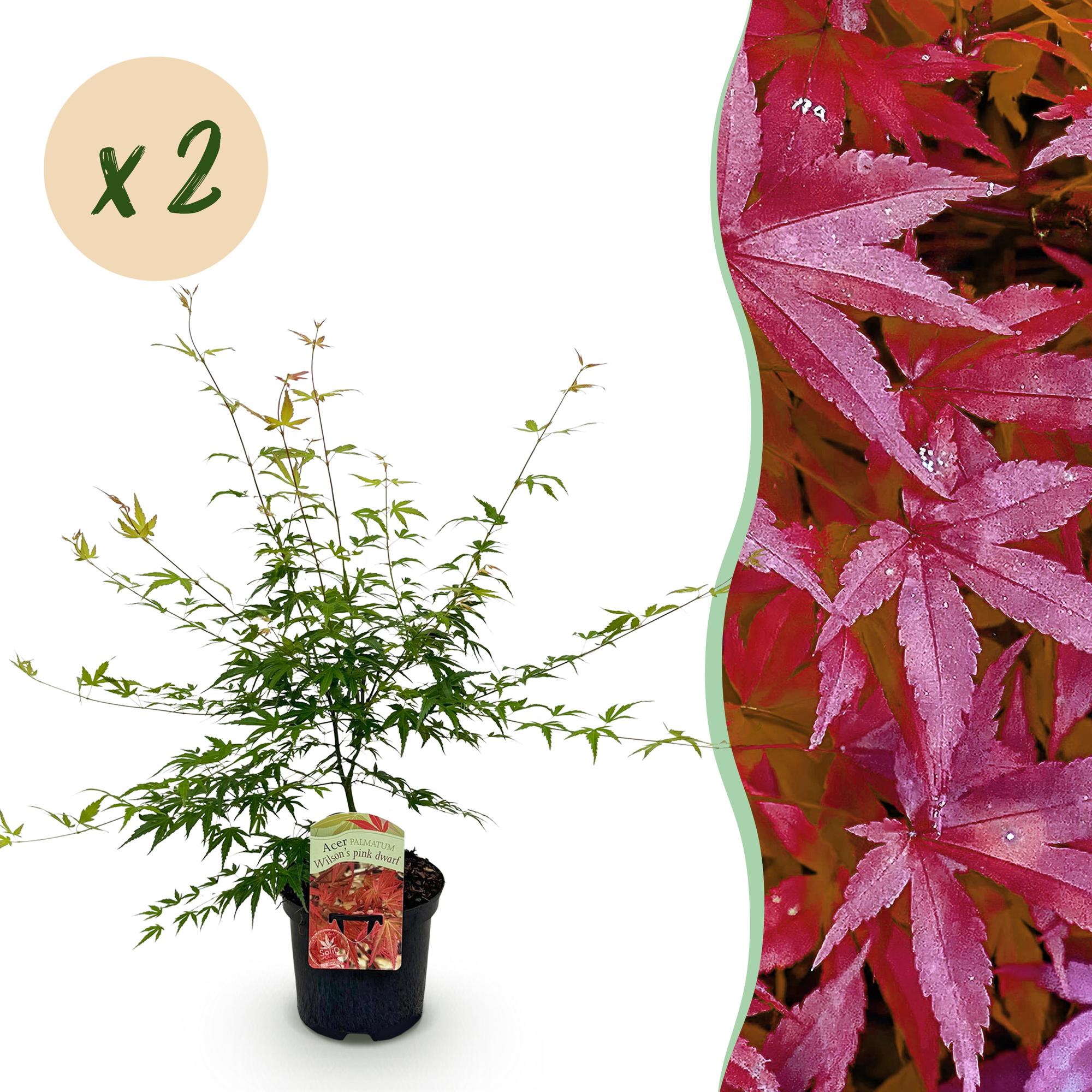 Green boutiQ - Terrasplant - Japanse Esdoorn - Acer palmatum Pink Dwarf - Roze - 2 Planten - Bladverliezend - Pot 19cm Hoogte 70cm