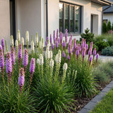 Green boutiQ - Vasteplant - Liatris Duo - Lampenpoetserplant - Bijen- en vlinderlokkers - Roze - Wit - 6 Planten - Pot 11cm - Hoogte 15-25cm