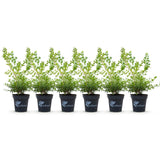 Green boutiQ - Buxus Haag - BetterBuxus Babylon Beauty - Resistant tegen de Buxus schimmel - 6 planten - 1 strekkende meter - pot 13cm hoogte 30-35