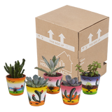 Vetplanten mix 5.5 cm - 5x - in Mexicaanse pot
