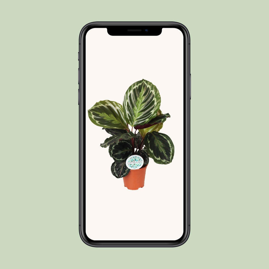 Calathea Medallion – Pot Ø14 cm · 45 cm hoog (foto 4)