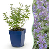Green boutiQ - Vasteplant - Nepeta faassenii Walker's Low - Kattenkruid - Bijen en Vlinderlokkers - Blauw - 3 Planten - Pot 11cm - Hoogte 15-25cm