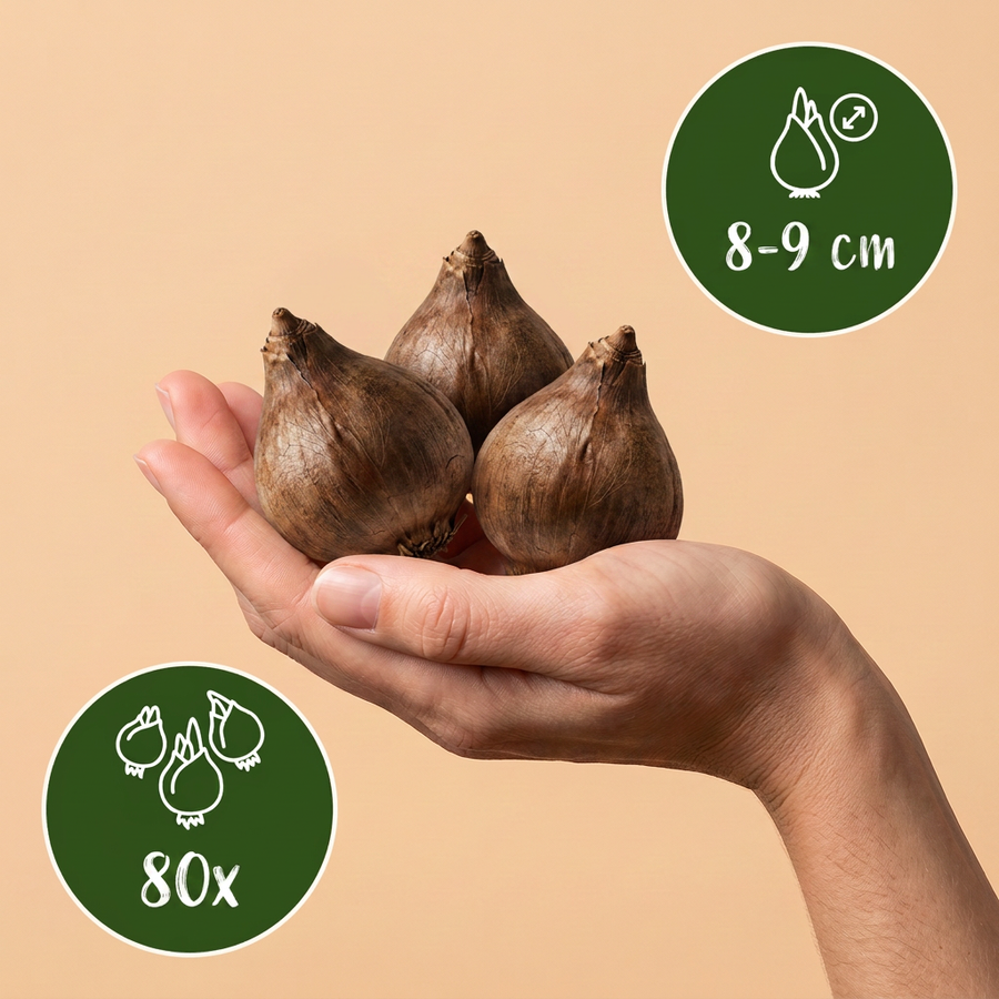 Zomerklokjesbollen Aestivum — wit, 80 stuks (bolmaat 8/9)
