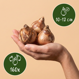 160x Narcissus Yellow - Gele narcis - Geel - Voorjaarsbloeier - Bolmaat 10/12