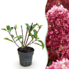 Green boutiQ - Tuinplant - Hydrangea panniculata Living Little Rosy - Pluimhortensia - Winterhard - Roze - 1 Plant - Pot 12cm - Hoogte Hoogte 20-30cm