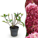 Green boutiQ - Tuinplant - Hydrangea panniculata Living Little Rosy - Pluimhortensia - Winterhard - Roze - 1 Plant - Pot 12cm - Hoogte Hoogte 20-30cm