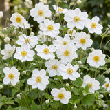 Green boutiQ - Vasteplant - Anemone hybr. Hon. Jobert - Herfst Anemoon - Schaduw - Wit - 12 Planten - Pot 11cm - Hoogte 15-25cm