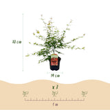 Green boutiQ - Terrasplant - Japanse Esdoorn - Acer palmatum Pink Dwarf - Roze - 1 Plant - Bladverliezend - Pot 19cm Hoogte 70cm