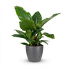 Green boutiQ - Kamerplant - Philodendron - Philodendron Imperial Green - Groen - Weinig onderhoud - 1 Plant - met Potter Grijs - Pot 19cm - Hoogte 65cm