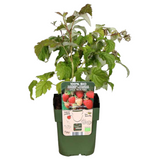 "Vruchtenparadijs" BIO Fruitplanten mix set van 4 verschillende soorten