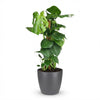 Green boutiQ - Kamerplant - Gatenplant - Monstera Deliciosa mosstok - Groen - Weinig onderhoud - 1 Plant - met Potter Grijs - Pot 19cm - Hoogte 90cm