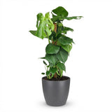 Green boutiQ - Kamerplant - Gatenplant - Monstera Deliciosa mosstok - Groen - Weinig onderhoud - 1 Plant - met Potter Grijs - Pot 19cm - Hoogte 90cm