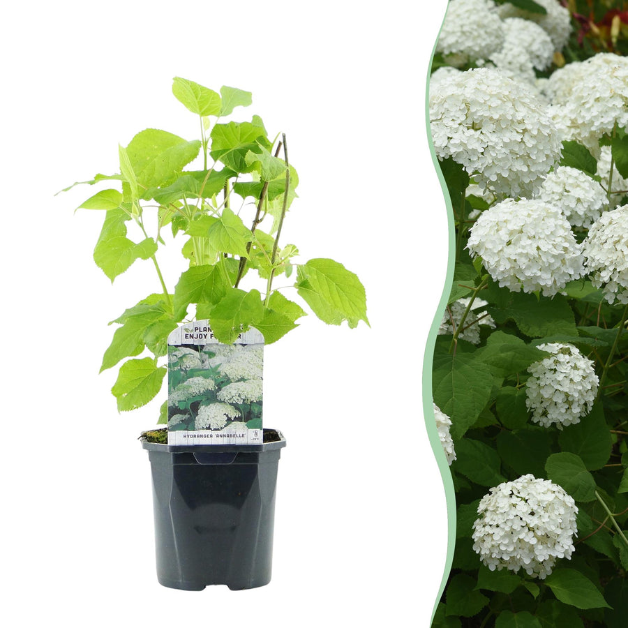 Hydrangea arborescens Annabelle – 50 cm hoog