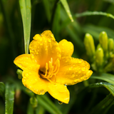 60x Hemerocallis 'Stella de Oro' - ↕10-25cm - Ø9cm