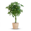 Schefflera Arab Nora met Mand Zeegras naturel- 70cm - Ø21