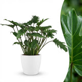 Green boutiQ - Kamerplant - Philodendron - Philodendron Xanadu - Groen - Weinig onderhoud - 1 Plant - met Potter Wit - Pot 19cm - Hoogte 60cm