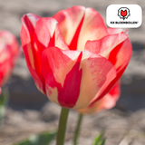 Tulpenbollen Spring Break — rood-oranje tulp, 20 stuks (maat 11/12)