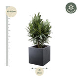 Nerium Oleander struik met rode bloem - 70cm- Ø19