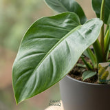 Green boutiQ - Kamerplant - Philodendron - Philodendron Imperial Green - Groen - Weinig onderhoud - 1 Plant - met Potter Grijs - Pot 19cm - Hoogte 65cm