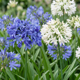 Green boutiQ - Vasteplant - Agapanthus Duo - Afrikaanse Lelie - Bijen en Vlinderlokkers - Blauw - Wit - 6 Planten - Pot 11cm - Hoogte 15-25cm