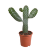 Opuntia consulea - 17cm - zonder pot