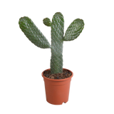 Opuntia consulea - 17cm - zonder pot
