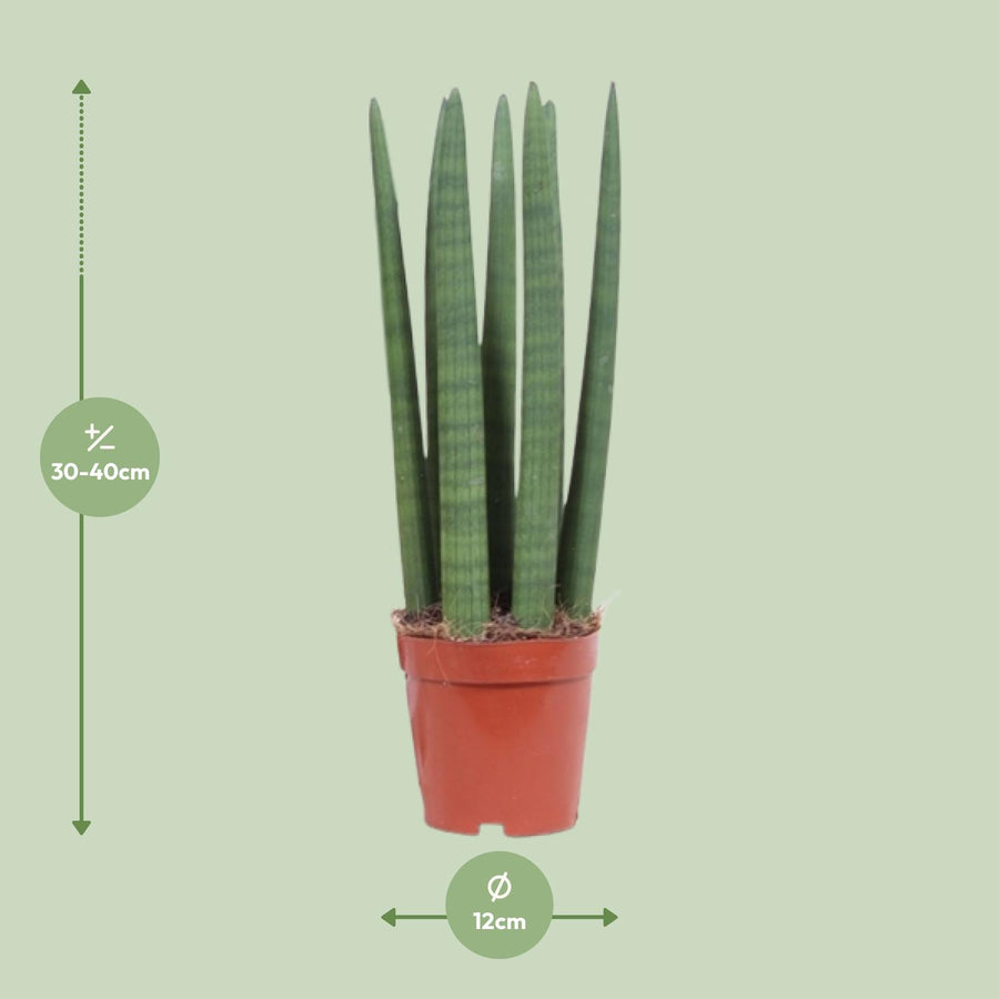 Sansevieria Straight – Pot Ø12 cm · 40 cm hoog (foto 2)