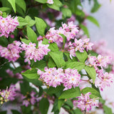 Green boutiQ - Heesters -Deutzia hybrida Strawbery Fields - Bloem Roze - 1 Plant - Bladverliezend - Weinig Onderhoud - Pot 17cm Hoogte 45cm