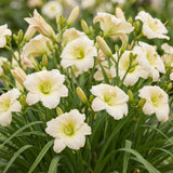 Green boutiQ - Vasteplant - Hemerocallis Arctic Snow - Daglelie - Bijen en Vlinderlokkers - Creme - 6 Planten - Pot 11cm - Hoogte 15-25cm